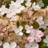 Kép 2/5 - Az Early Sensation hortenzia fehér virágai később rózsaszínre váltanak.