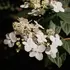 Kép 1/5 - Az Early Sensation hortenzia laza virágbugája.