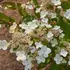 Kép 4/5 - Az Early Sensation hortenzia virágzatai egész nyáron át díszítenek.
