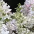 Kép 2/3 - Angel's Blush bugás hortenzia nagy méretű virágzatai.