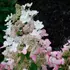 Kép 3/3 - Az Angel's Blush bugás hortenzia virágzatán steril és termékeny virágok is találhatóak.