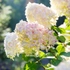 Kép 1/3 - Phantom bugás hortenzia hatalmas fehér virágai. 