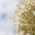 Kép 2/3 - Közeli hangulatkép a Phantom bugás hortenzia telt virágáról.