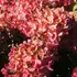 Kép 3/5 - Tömött, hatalmas Wim's Red bugás hortenzia virágok.