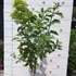 Limelight bugás hortenzia minifa, 60 cm törzsmagassággal.