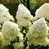 Kép 1/7 - A Phantom bugás hortenzia hatalmas, fehér virágai.