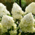 Kép 7/12 - A bugás hortenziákra jellemző kúpos virágformája van a Phantomnak.