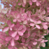 Kép 5/12 - A Phantom bugás hortenzia virágbugája elnyílásban rózsaszín.
