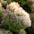 Kép 10/12 - A Phantom hortenzia színátmenetes több hetes virágzata.