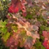 Kép 3/12 - Őszi lombszíneződésben gyönyörűen díszít a tölgylevelű hortenzia.
