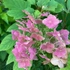 Kép 2/15 - A tölgylevelű hortenzia virágszíneződése.