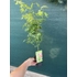 Kép 2/4 - Kis fa vagy bokor nevelhető a Green globe japán juharból.