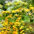 Kép 1/3 - A boglárkacserje sárga virágai.