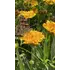 Kép 3/6 - Coreopsis grandiflora évelő sárga virága.