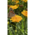 Kép 3/5 - Coreopsis grandiflora évelő sárga virága.