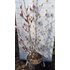 Kép 6/6 - Magnolia stellata cserje március közepén kertészeti telephelyünkön. 