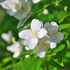 Kép 1/3 - Kerti jezsámen fehér virága. 