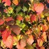 Kép 2/10 - Az illatos bangita színeződő őszi lombja. 
