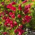 Kép 4/4 - Bristol Ruby rózsalonc májusi állapota kertészetünkben.