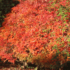 Kép 4/6 - A vöröslevelű japán juhar őszi lombszíne.
