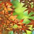 Kép 5/5 - Narancsos árnyalatúra színeződik a  Green Globe japán juhar.