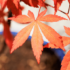 Kép 4/5 - A Green Globe japán juhar őszi lombszíneződése.