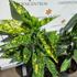 Kép 3/5 - Aucuba japonica Crotonifolia tarka levelei szeptemberben, kertészeti telephelyünkön. 