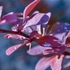 Kép 2/5 - A törpe japán vérborbolya kerek, színes levelei közelről.