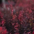Kép 2/7 - A Berberis thunbergii Rose Glow rózsaszínes bordó lombozata.