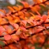 Kép 2/4 - Narancspiros levelekkel díszít az oszlopos japán borbolya.