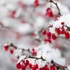 Kép 4/4 - A télen is díszítő japán borbolya termései elragadóak a hó alatt. 