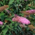 Kép 1/3 - A Buddleia davidii Pink Delight virágzása.