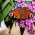 Kép 1/4 - A pillangók egyik kedvenc helye a törpe nyári orgona pompás virágzata.