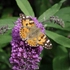 Kép 2/4 - A Buddleja davidii virágai hosszasan díszítik a kompakt növényt, így a pillangók is sokáig számíthatnak az eleségre.