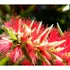Kép 3/3 - A Captain Cook kefevirág élénkpiros virágzatot nevel.