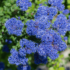 Kép 4/5 - A tavasszal nyíló táskavirág ragyogóan kék virágzata.