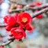 Kép 1/7 - A Japánbirs élénkszínű virágai kora tavasszal virítanak.
