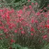 Kép 3/7 - Csodás látvány a virágzó Chaenomeles bokor.