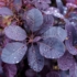 Kép 1/9 - A Cotinus Royal Purple csodás színű levelei a teljes vegetációban díszítenek.