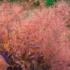 Kép 8/9 - Vattacukorszerű látványt nyújt a bíbor cserszömörce virágzata.