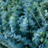 Kép 4/6 - Bokros Eucalyptus pulverulenta Baby blue hajtások.