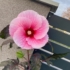 Kép 4/4 - Mocsári hibiszkusz virága. 