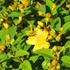 Kép 4/7 - Az orbáncfű napsárga virágai élénken virítanak.