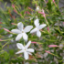 Kép 3/3 - Az illatos Jasminum stephanense virágai közelről.