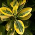 Kép 1/5 - Aranysárgán szegélyezett Zafír fagyal levelek.