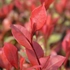 Kép 1/6 - A Little Red Robin korallberkenye színes levelei.