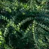 Kép 1/3 - Sűrű levélzetű Moss Green talajtakaró lonc.