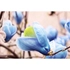 Kép 3/3 - Igazi ritkaság a Blue Opal liliomfa kék és vajsárga színű virágzata.