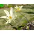 Kép 3/7 - Keskeny szirmú Daphne liliomfa virágzatok. 