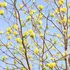 Kép 5/7 - Daphne liliomfa ágrendszere, sárga virágzatai.